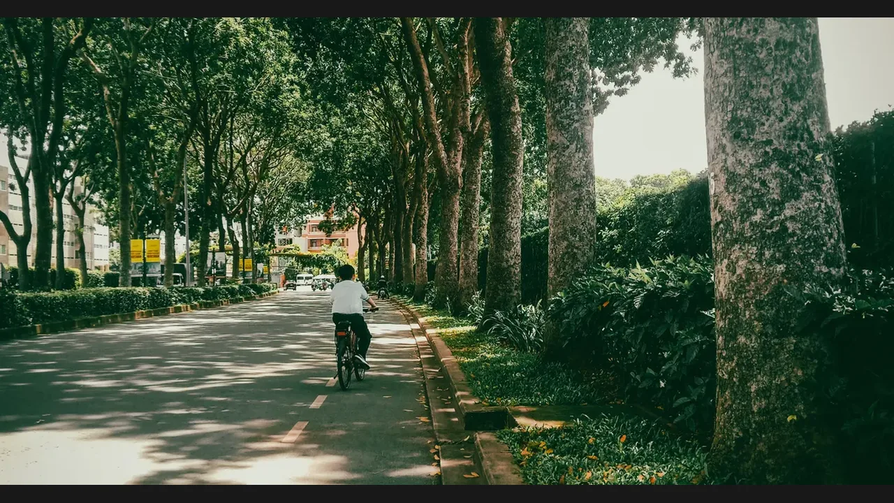 A cyclist riding a bicycle down a quiet tree-lined street in dappled sunlight